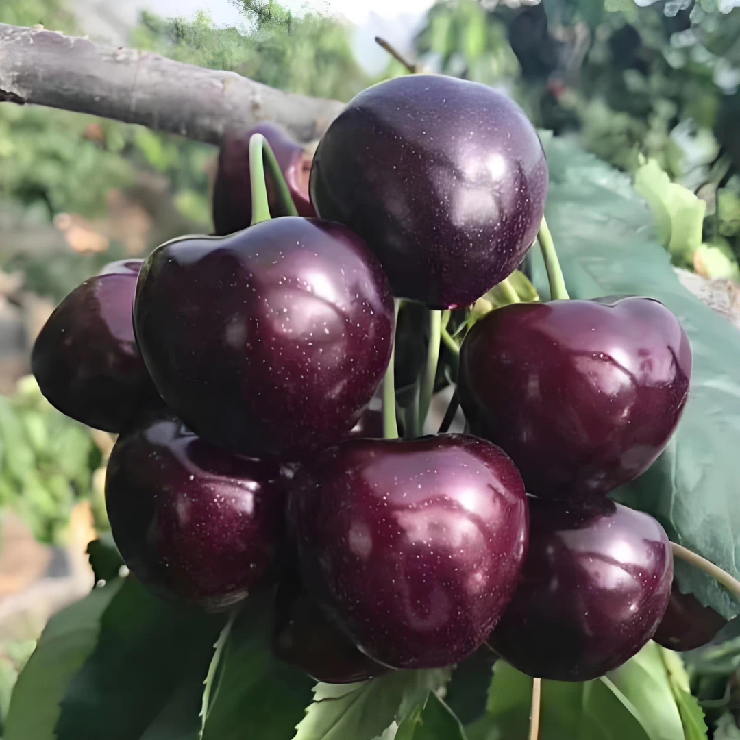 【好成活】正宗车厘子树苗黑珍珠南方北方种植果树苗