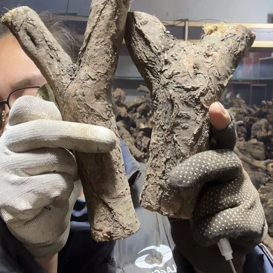 香榧木用****3火琉璃的毛料比较懒