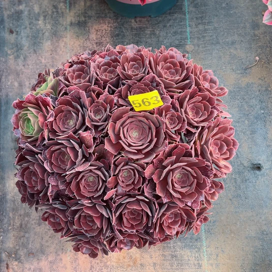 563恶魔之吻法师