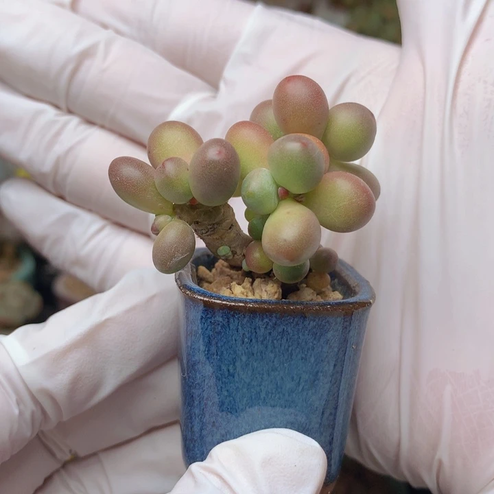 苹果美人 群生 木质老桩 满35包邮