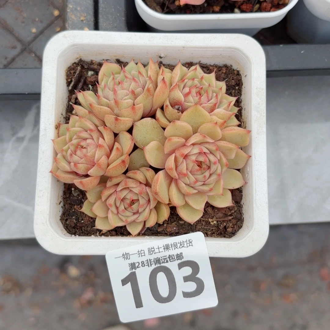 苯吧老桩无盆土发货