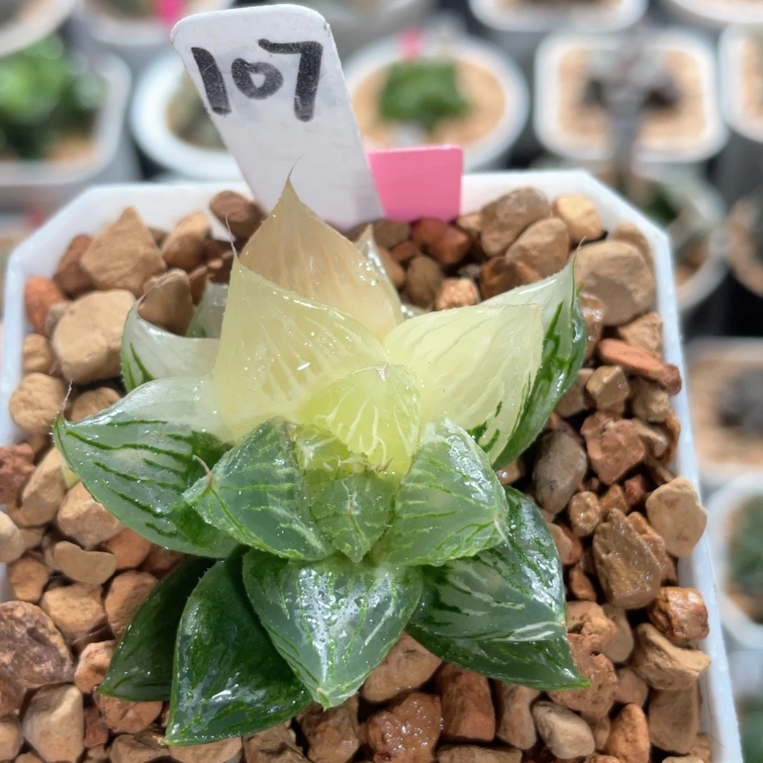 107灯芯玉露锦。