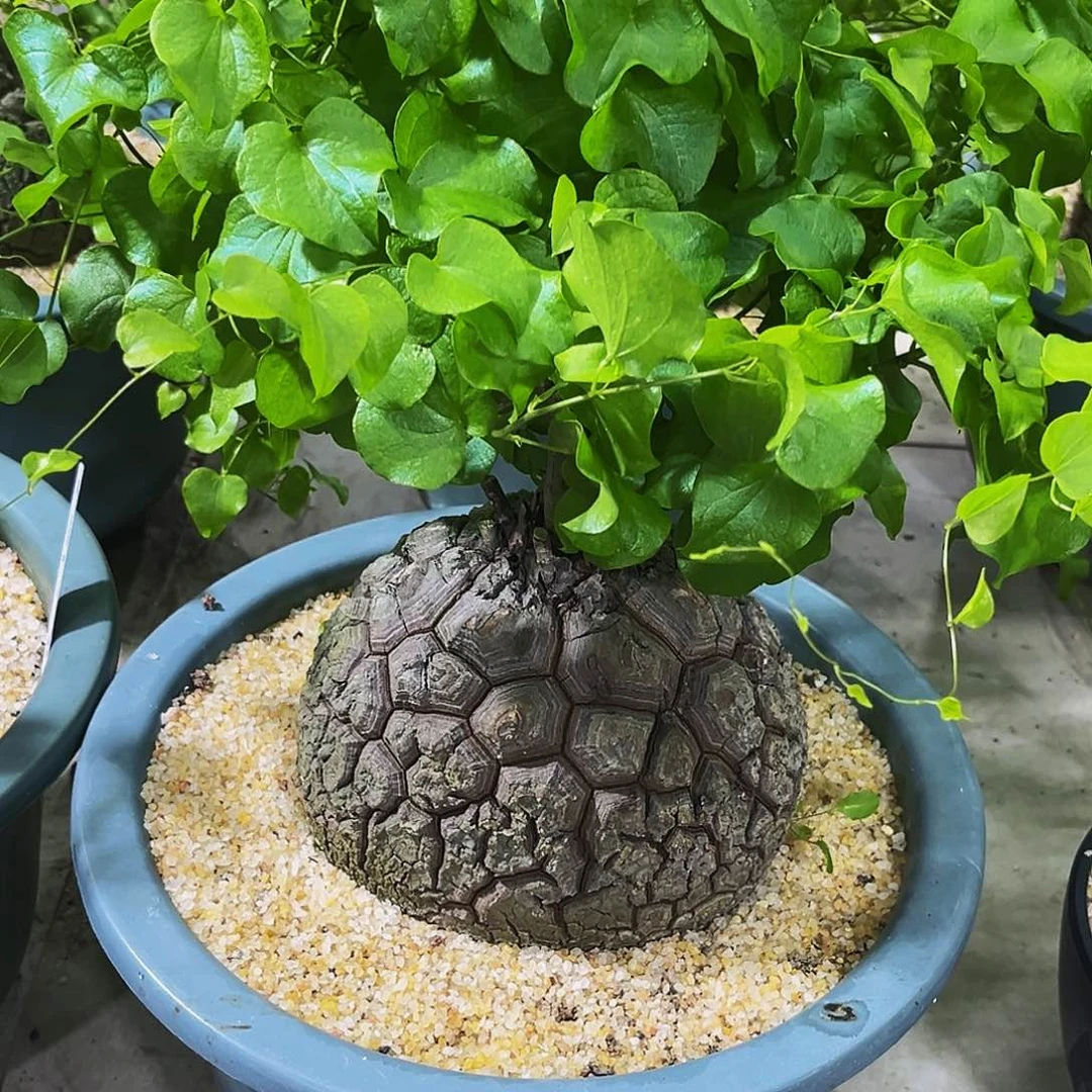 高球体南非龟甲龙，盆栽龟15.5公分