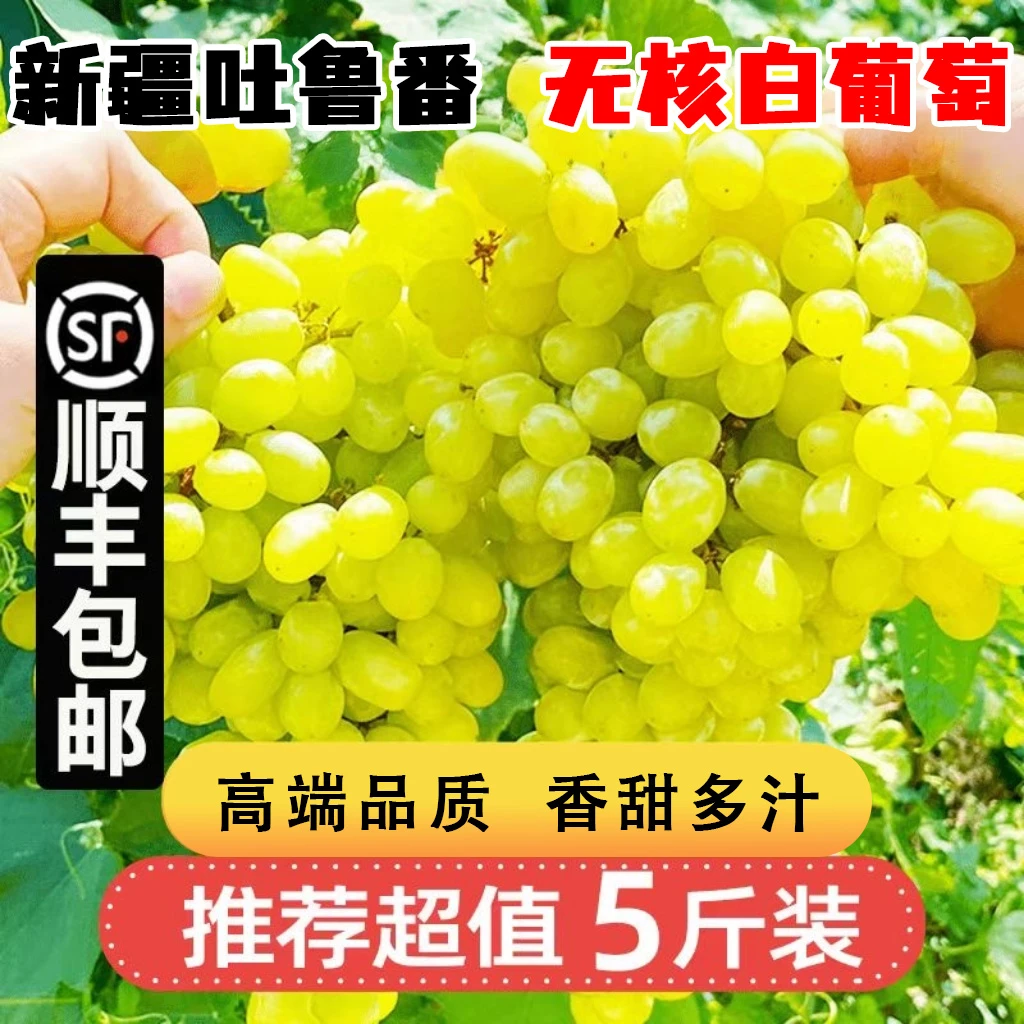 【A++新疆无核白葡萄】无籽青提水晶葡萄马奶提 顺丰 0.5-5斤装