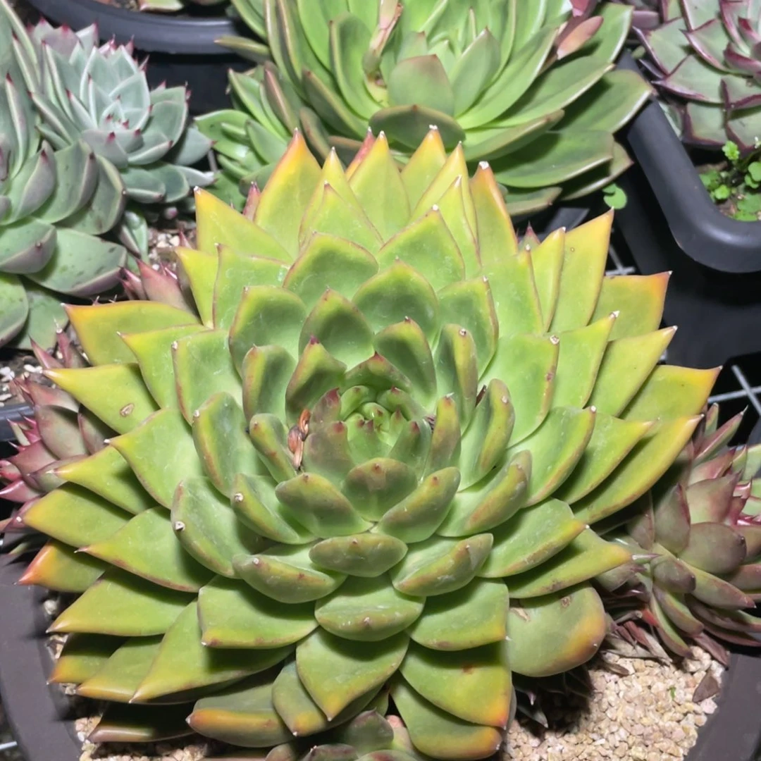 多肉植物多肉植物2841