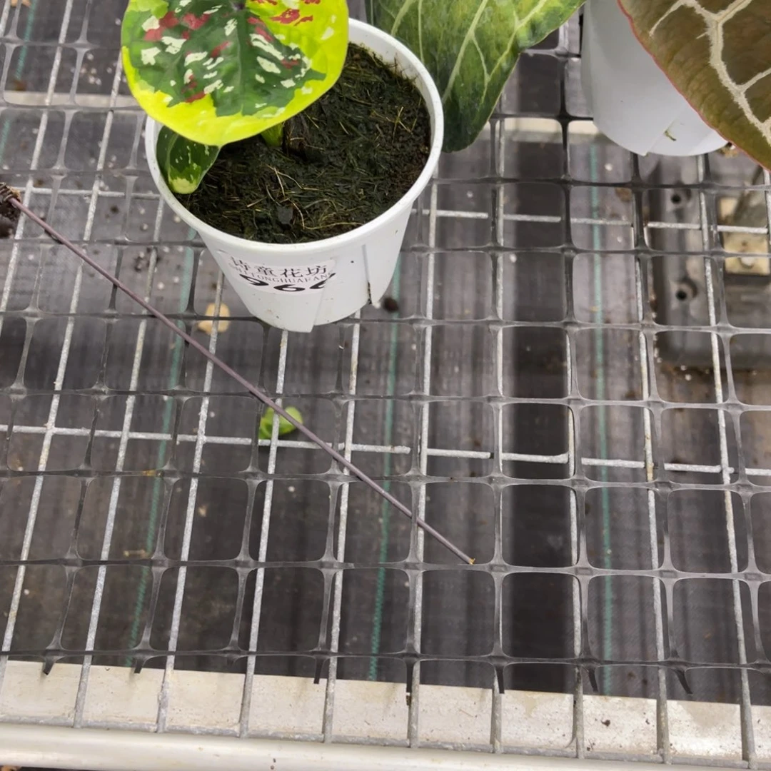 阳***妹无花朵             966沐心不包售后