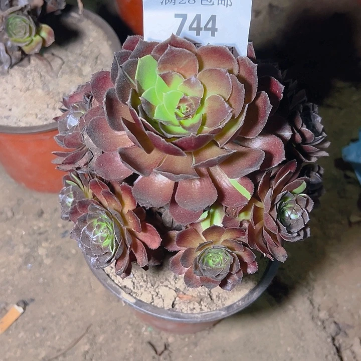 744黑美人多肉植物