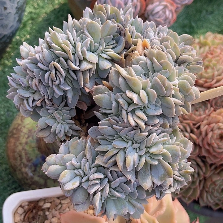 白茶缀0430多肉植物