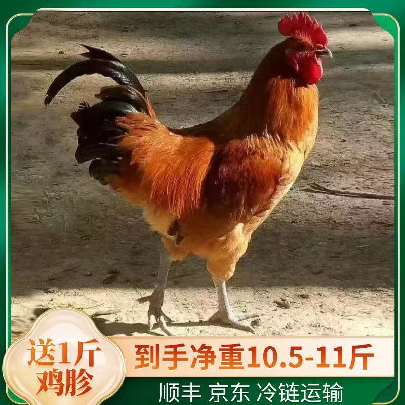 黑脚大公鸡2只送1斤鸡胗到手总净重10.5-11斤单只4.7斤左右