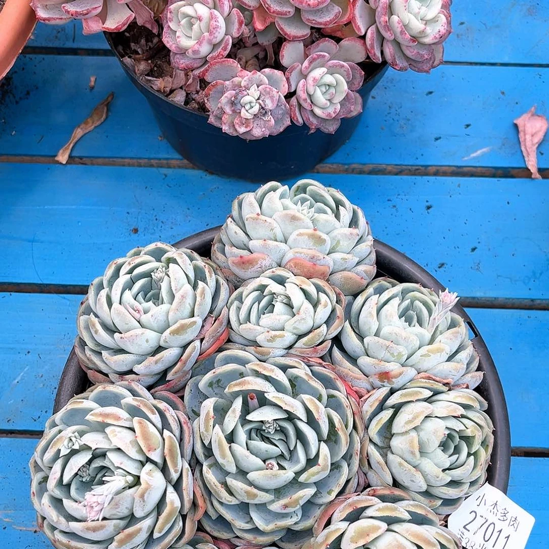 贝壳西娜27011美