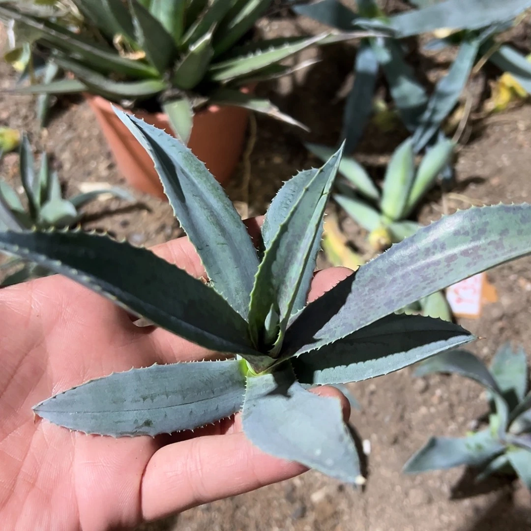 玛雅女王龙舌兰系列