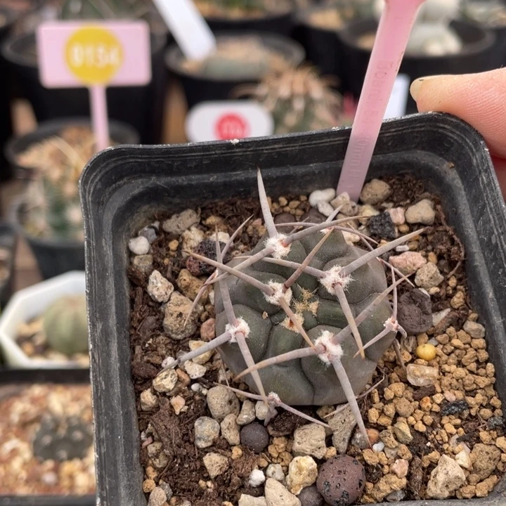 实生超刺光琳302000000