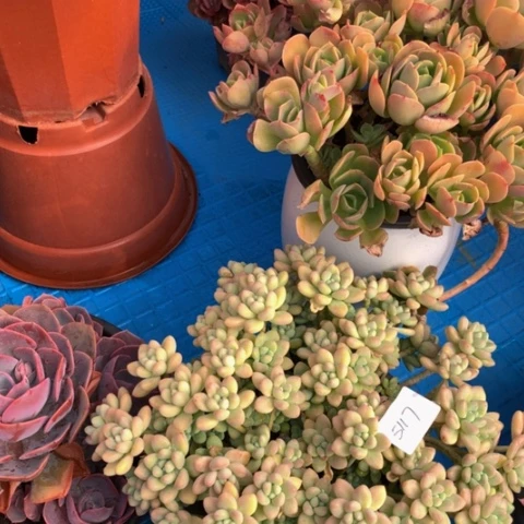 阳*5117奶酪蛋糕多肉