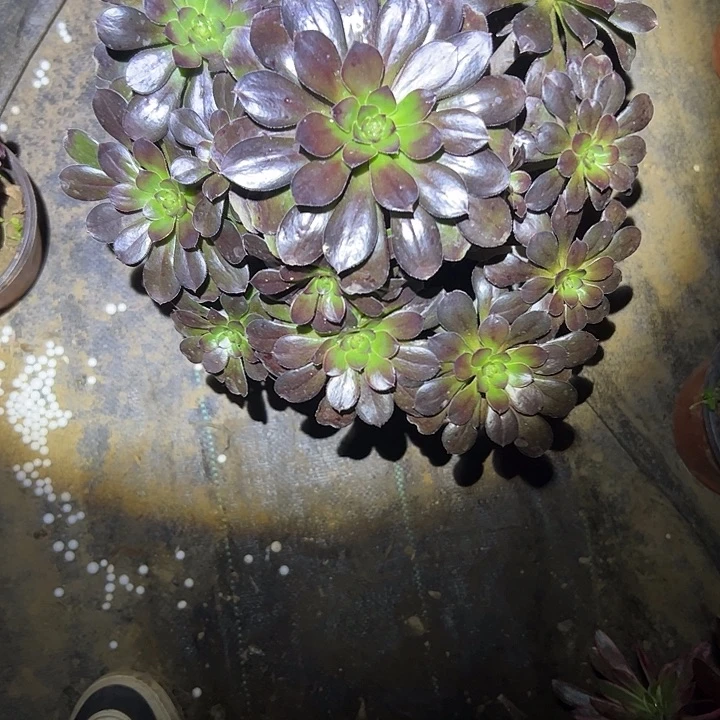 多肉法师植物链接84