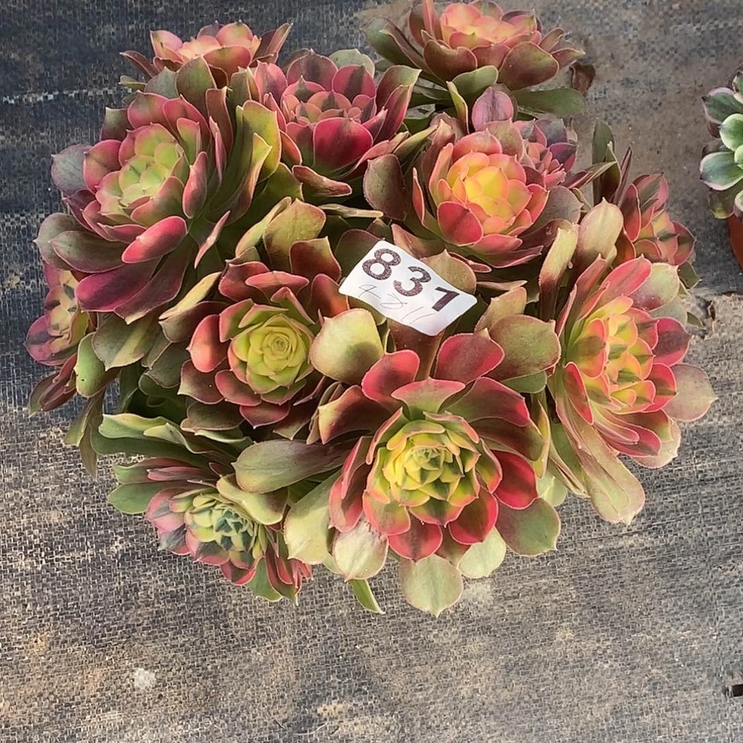 831 香妃冠服25公分