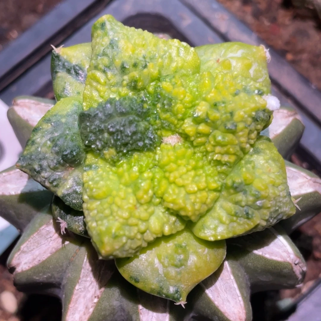 全部花朵散斑无毛哥斯拉738牡丹锦
