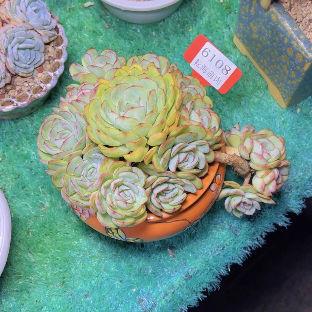 暮***雨碧波庭6108多肉植物