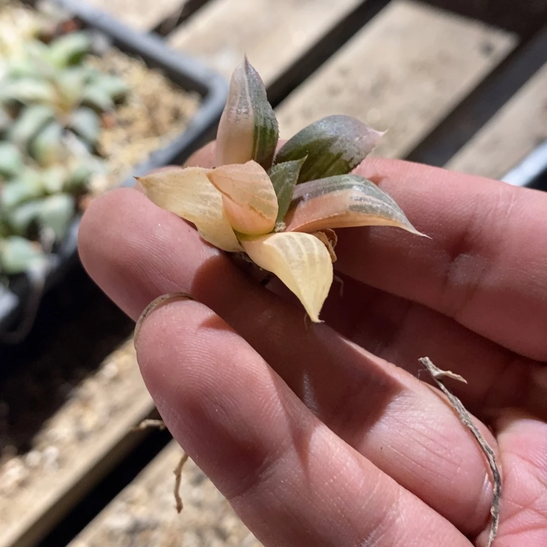 4128 一颗福利。