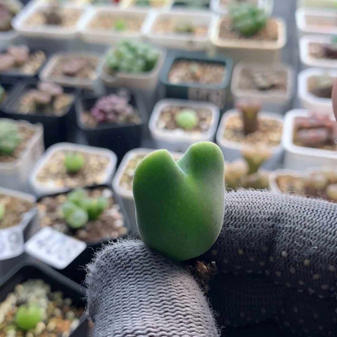 355毛少将母本一颗