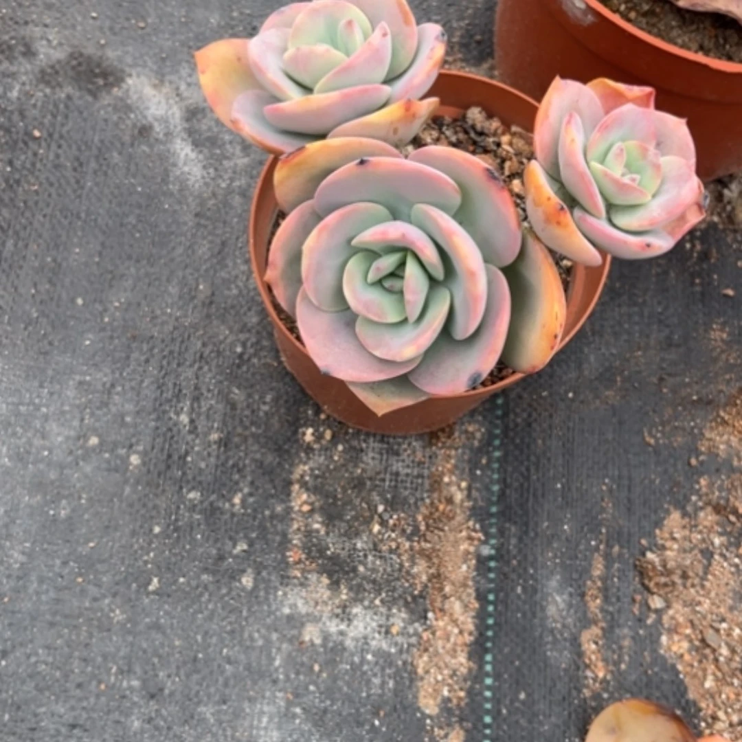 【闪购商品】ℳ****?白凤