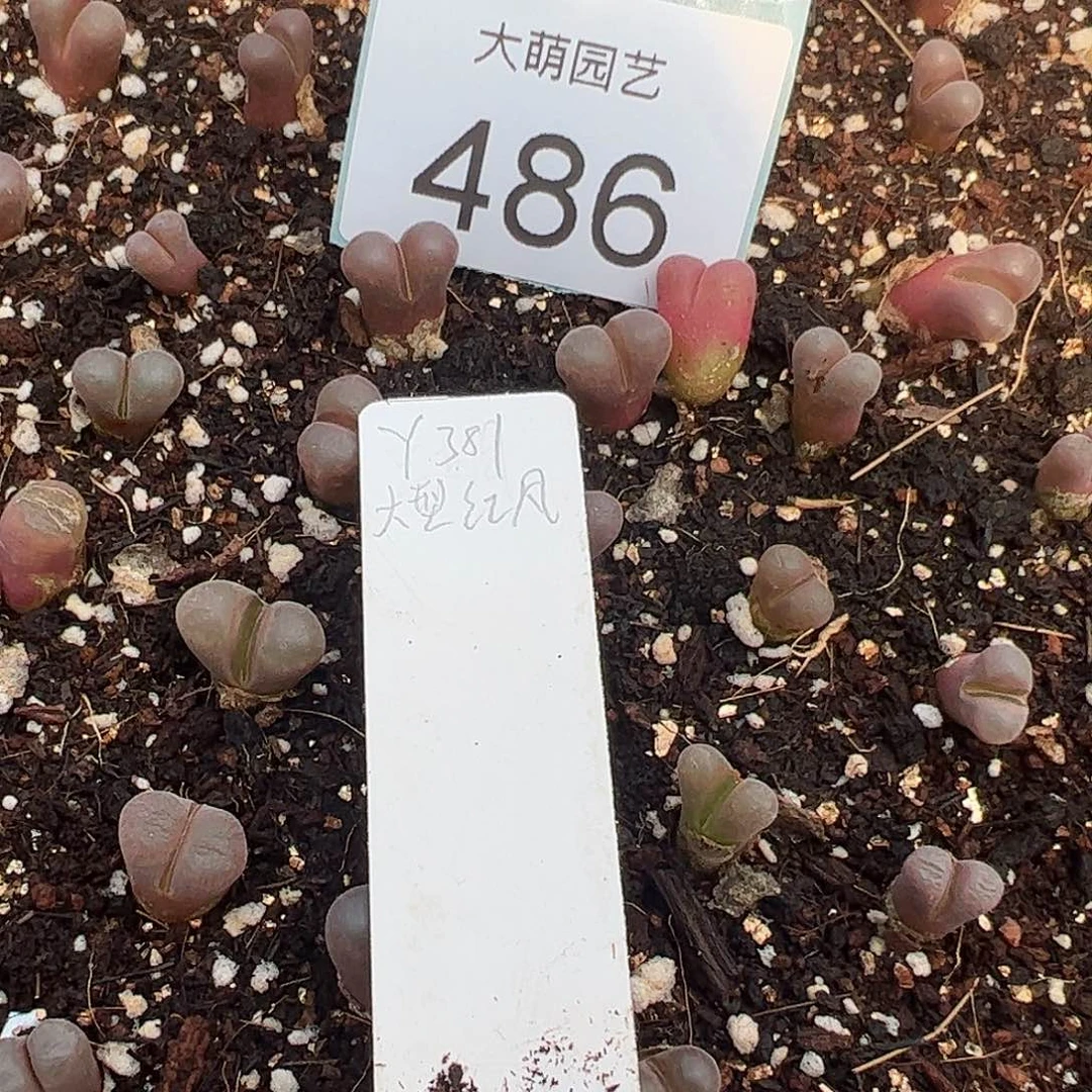 0000486量拍Y381大型红风铃1颗