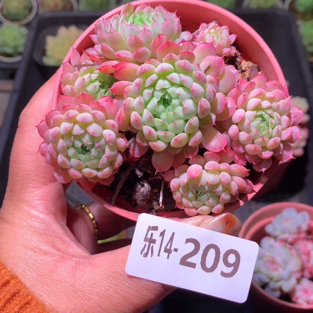 乐然14-209 羊脂球 不包整