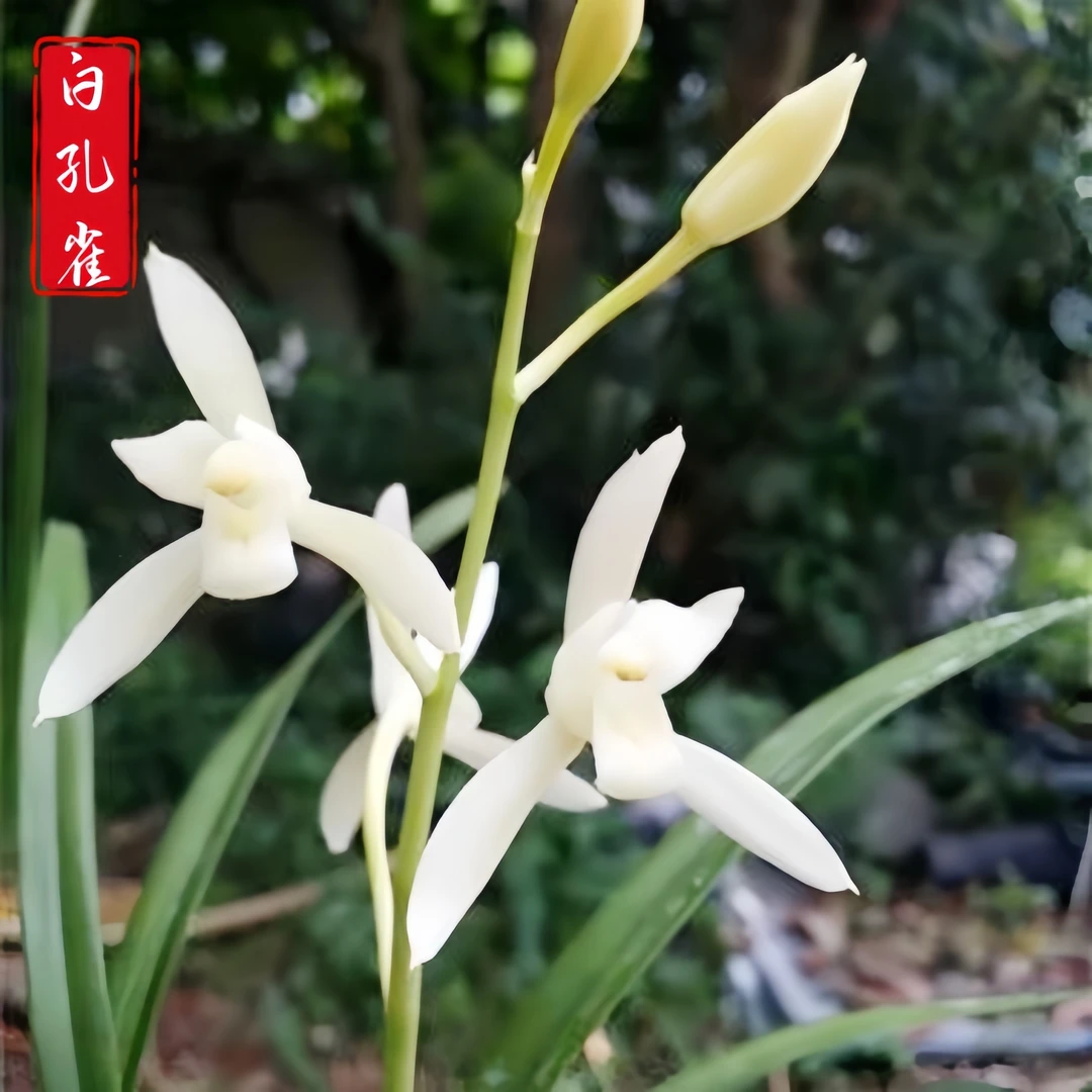 【建兰-白孔雀】古道兰艺高山国兰 易养活无温室阳台养兰