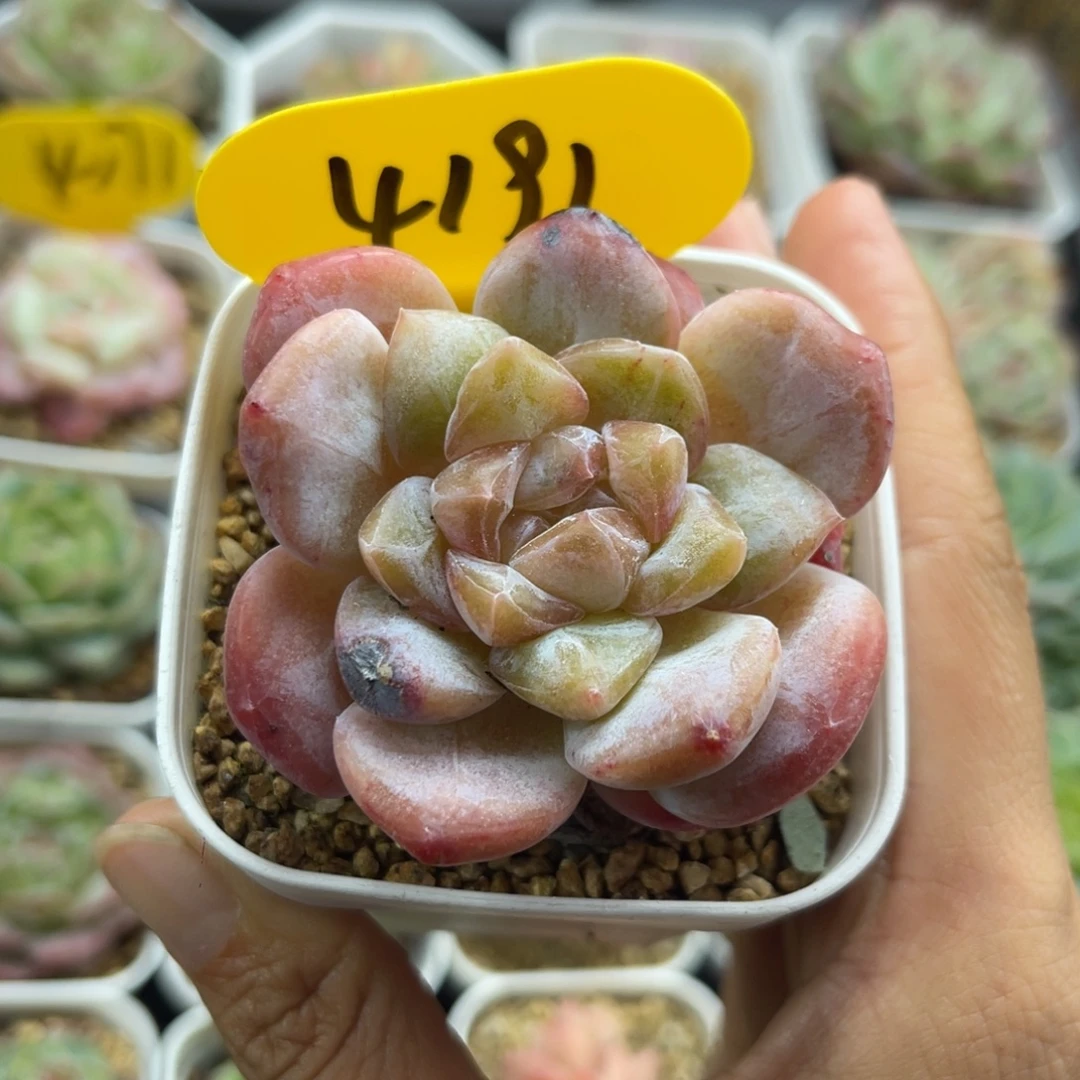 粉油透冰魄单头4191