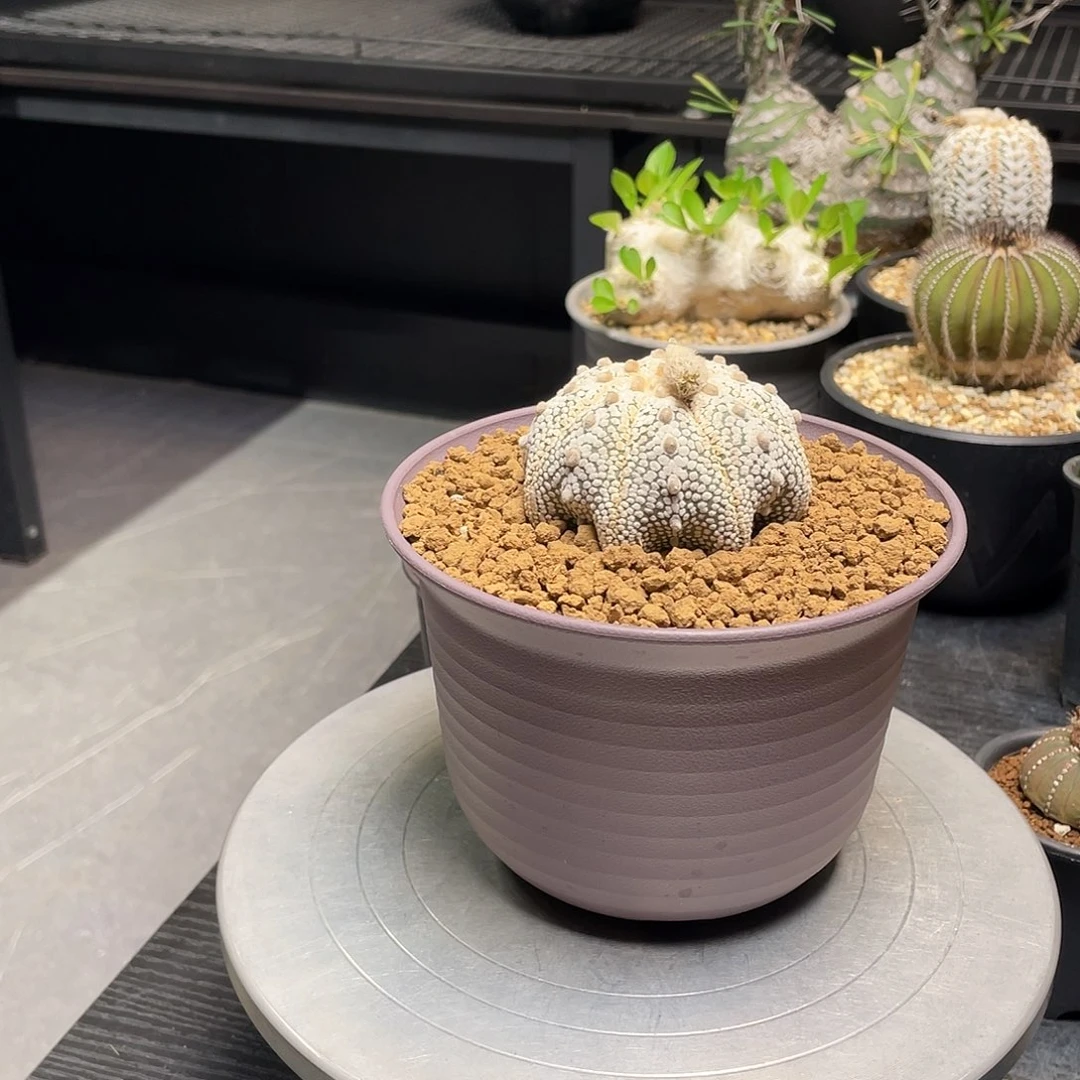 奇迹兜带盆包邮了