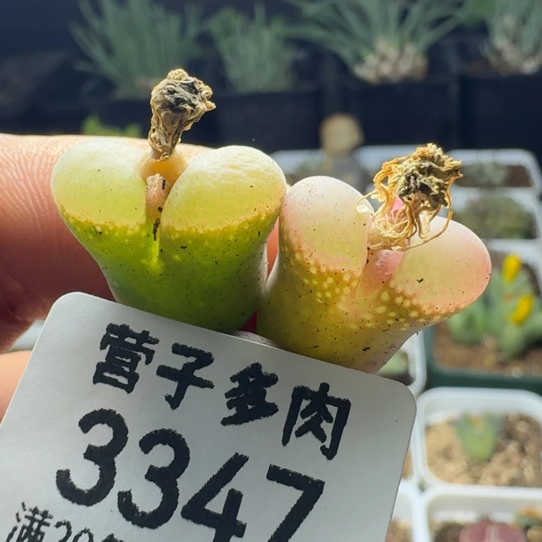 两颗。