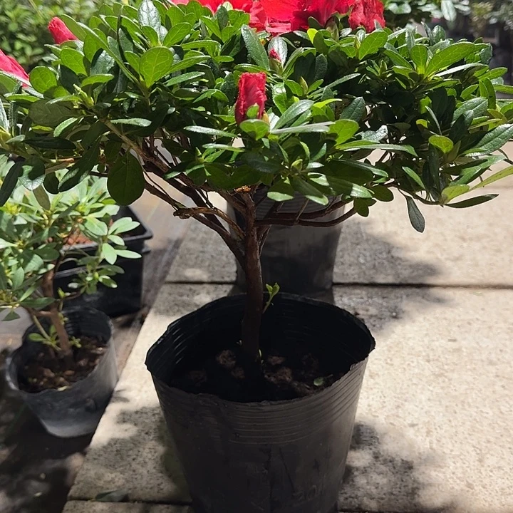 花****当前无花栽培后可以开花2