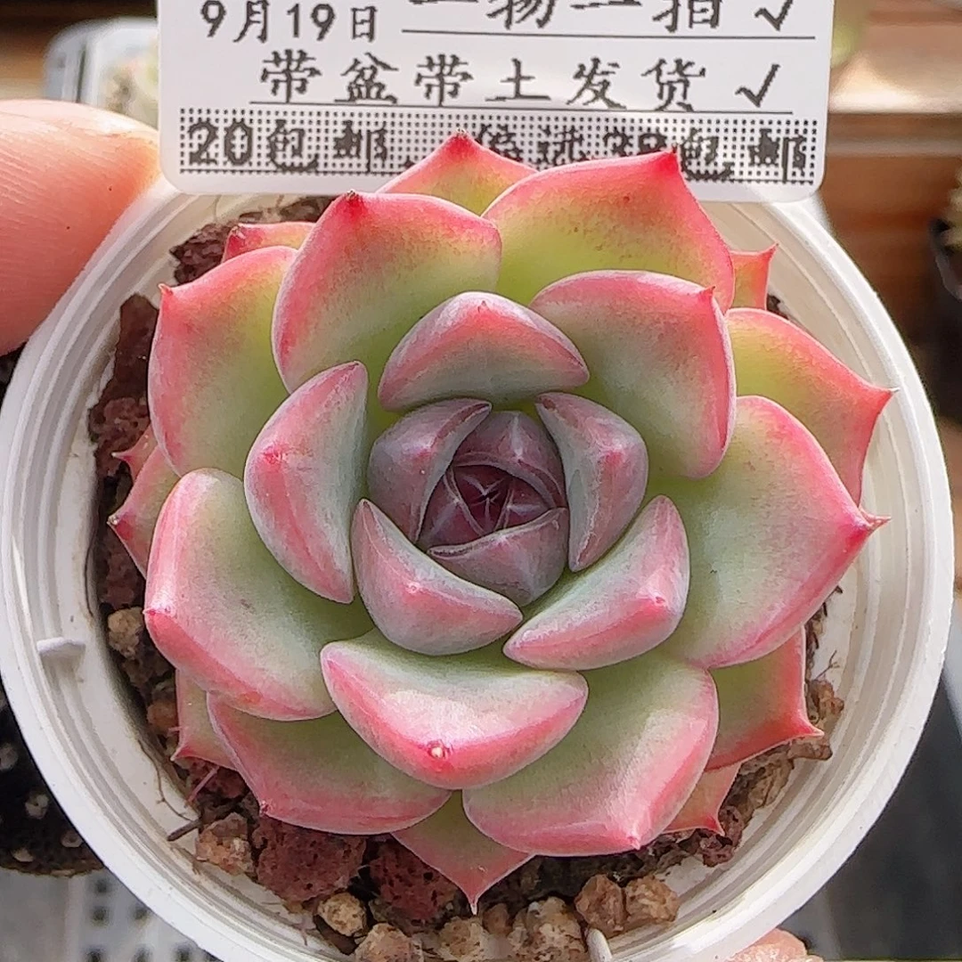 多肉0919--154福利