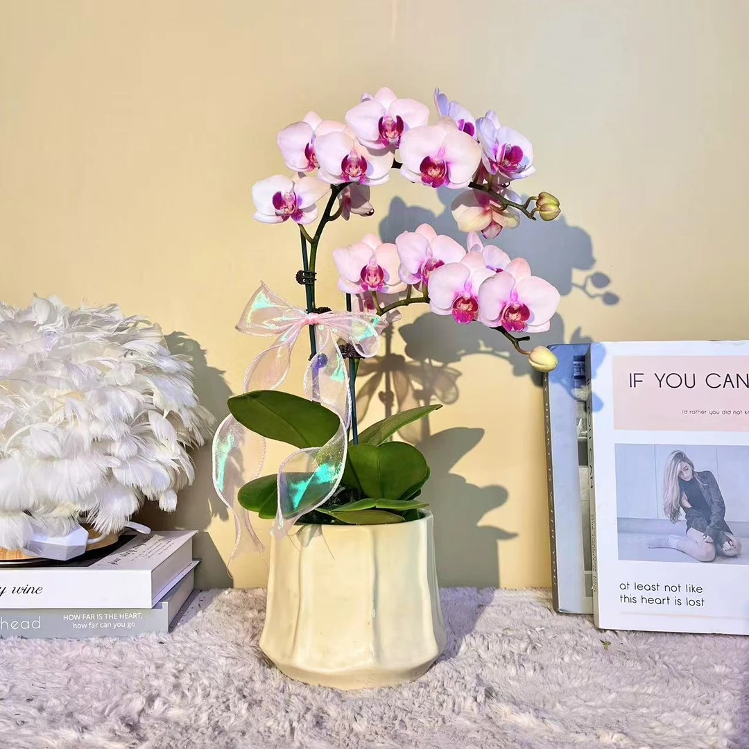 花掌柜  玉兔 蝴蝶兰 粉色花型 室内精品观赏 真花