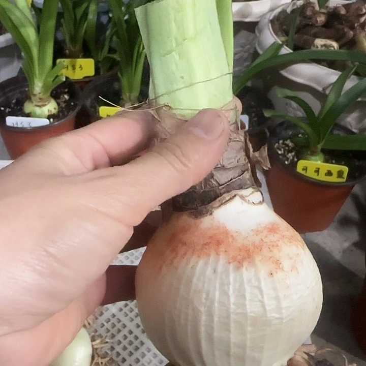 害羞脸红7cm，裸球发货