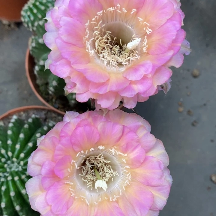 彩草重花6公分左右