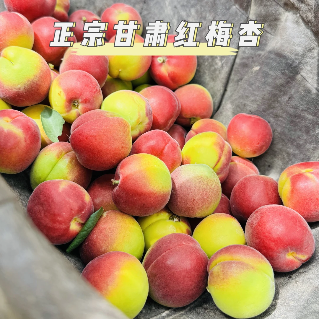 甘肃静宁头茬红梅杏口感脆甜多汁的当季水果3斤/5斤整箱