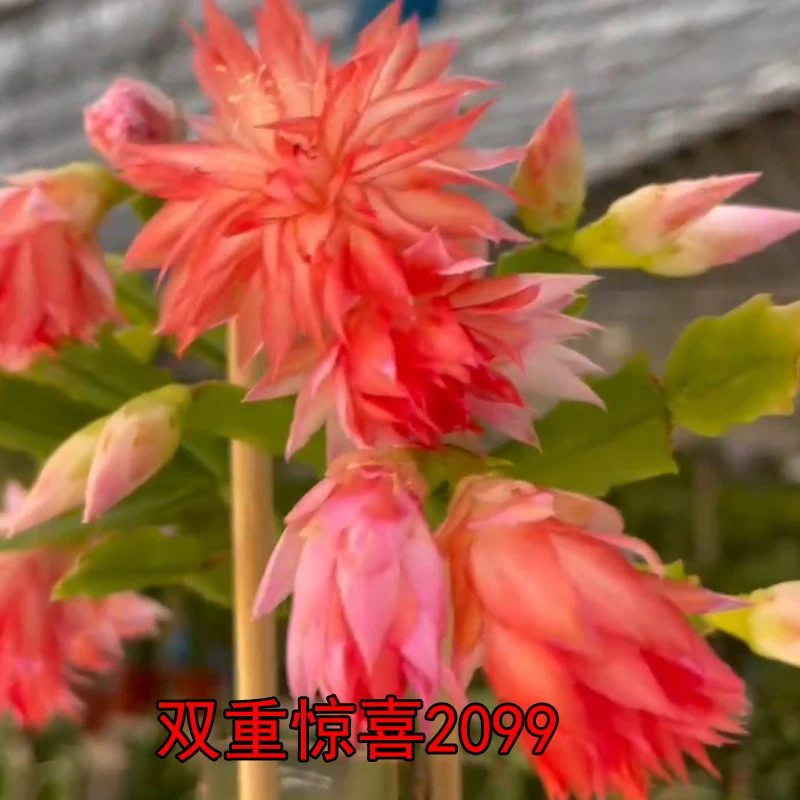 嫁接双重惊喜重瓣粉色蟹爪兰盆栽原盆土发货