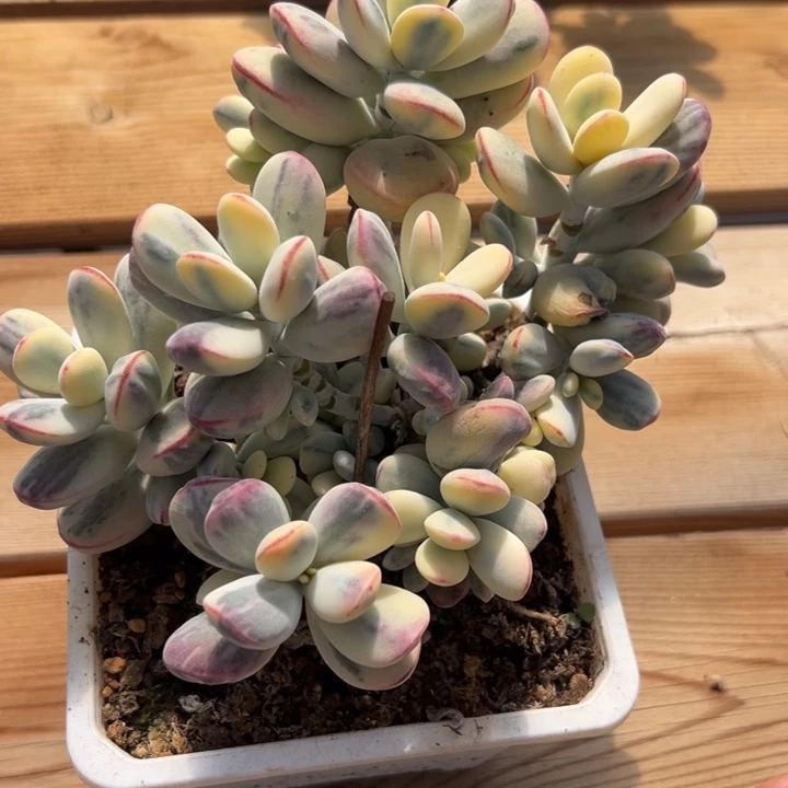 无花朵龅牙怪无砍18冠服