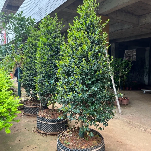 茶梅茶花现代中式庭院花开富贵庭院花园植物