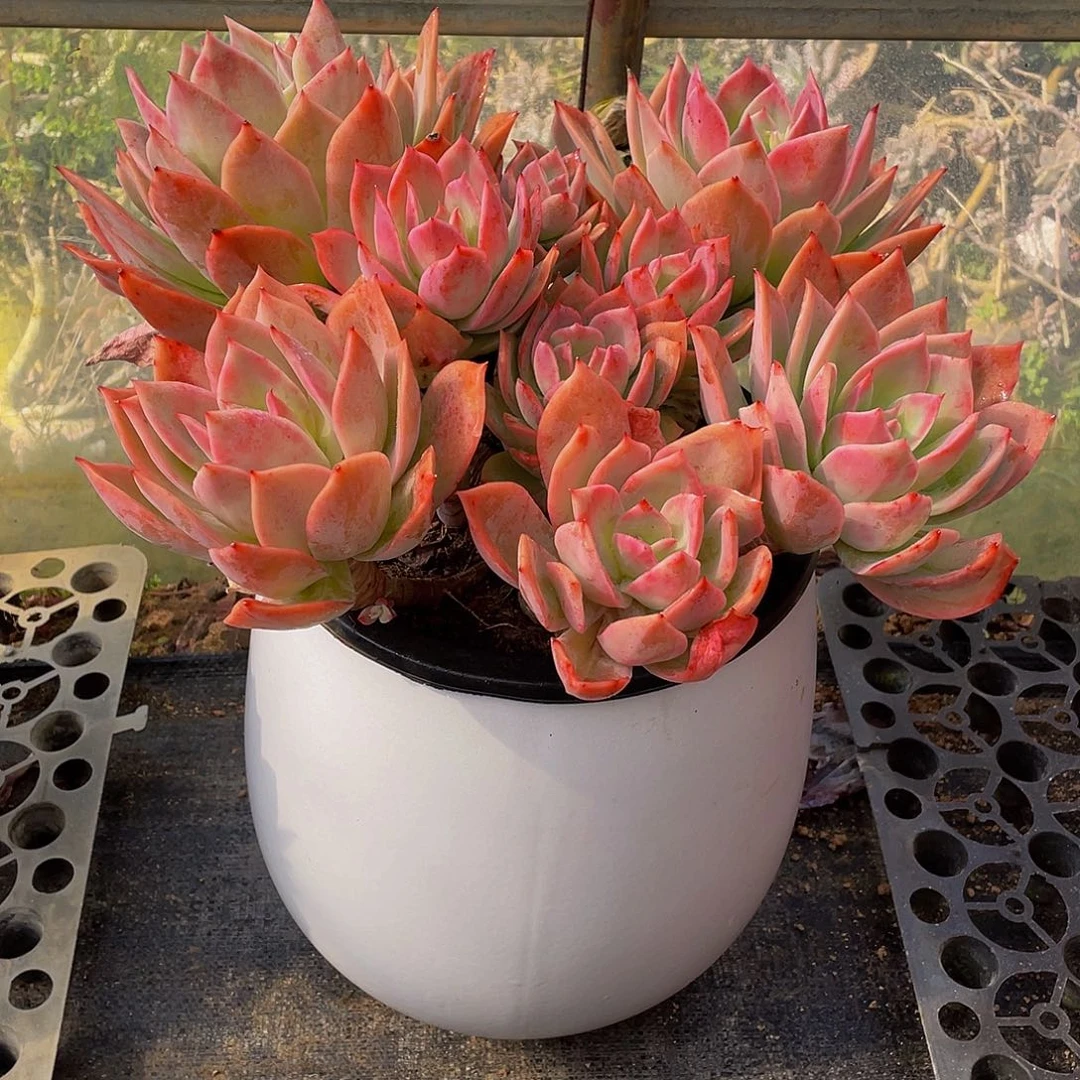 春*桥依多肉植物群