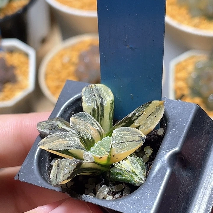 698雪之里锦特选福利