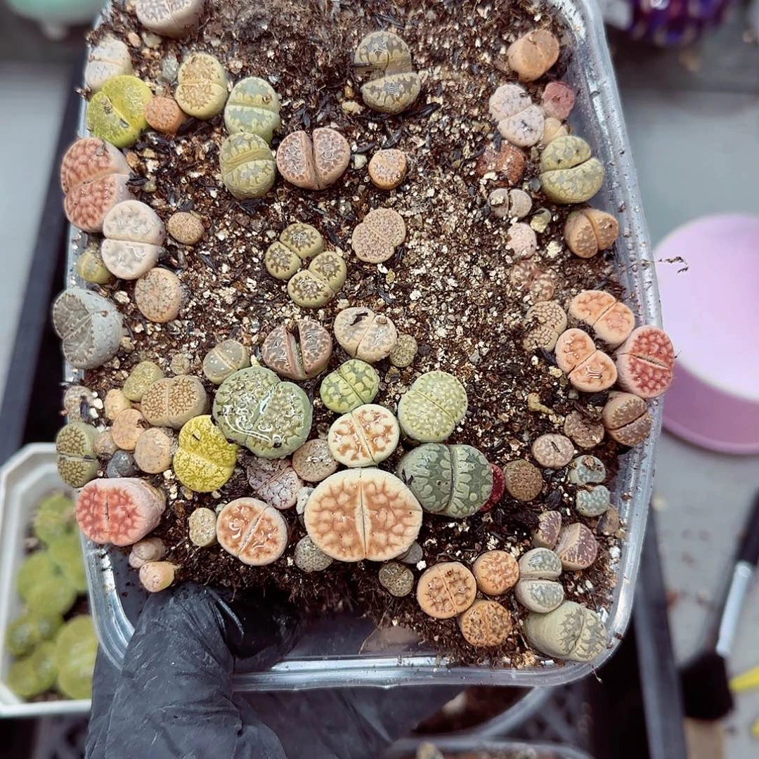 生石花满18包邮1209-80