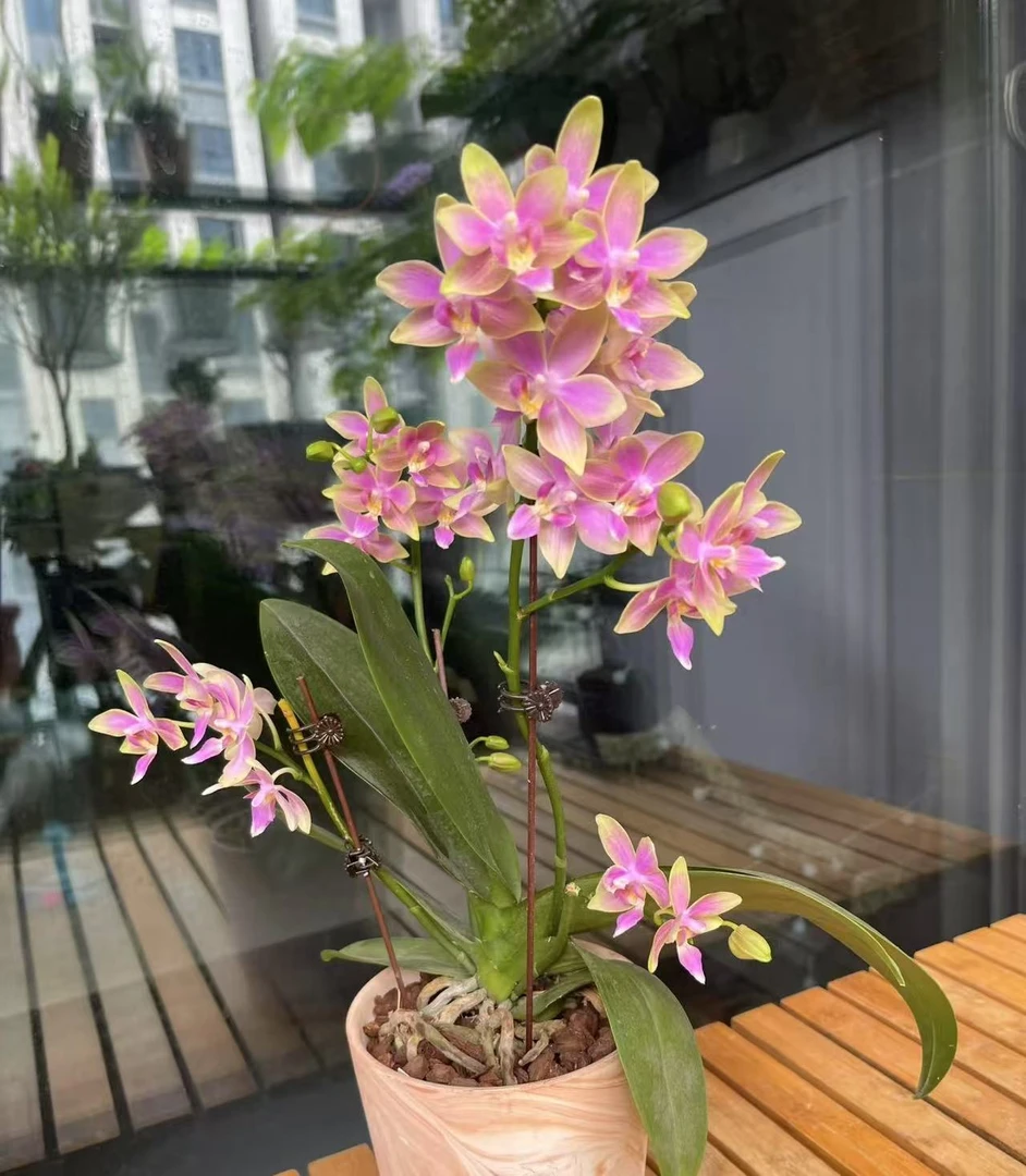 蝴蝶兰苗不带花剑叶片微瑕4颗一组【四颗】稀有花色不同品种发货