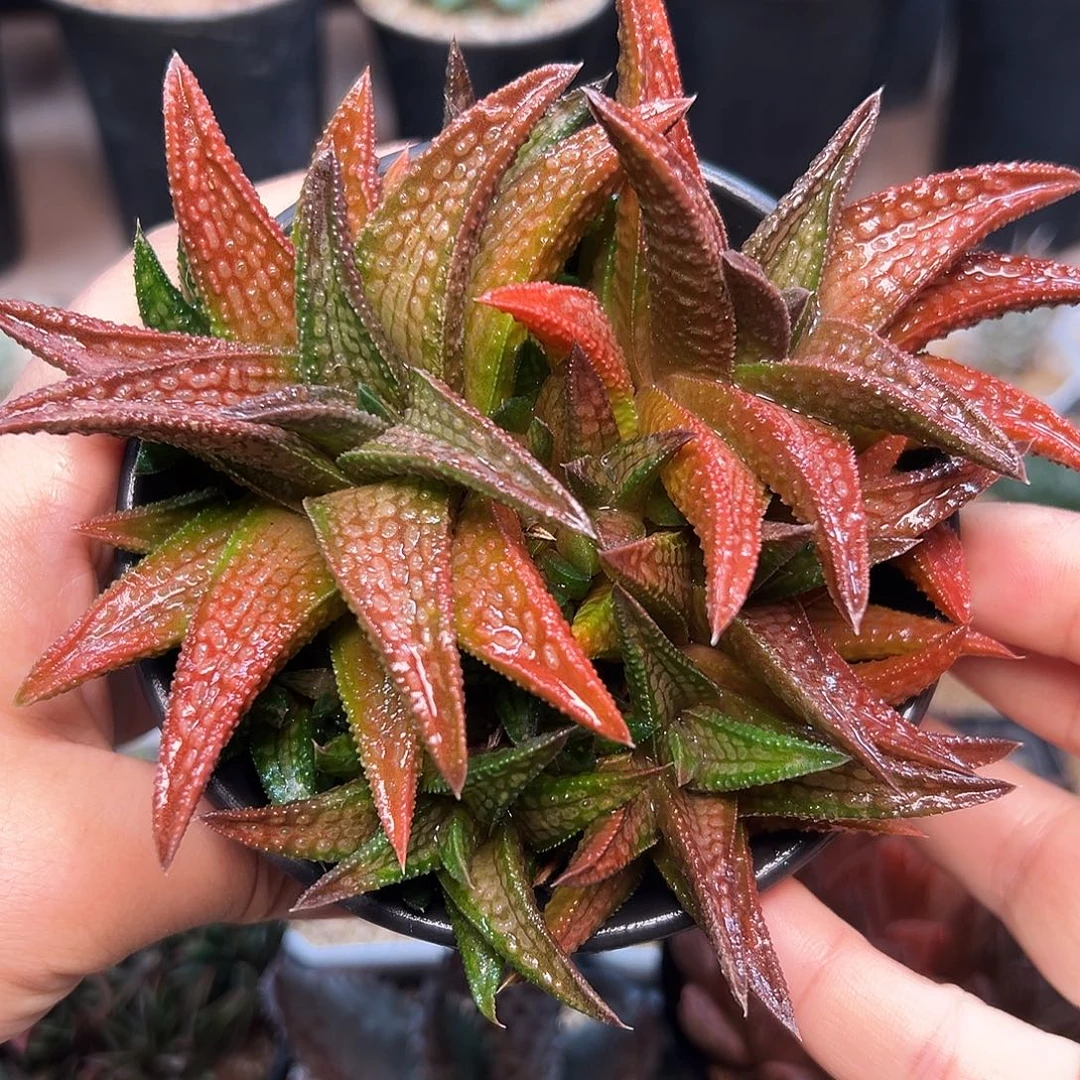 鬼瓦母本大群一颗13cm