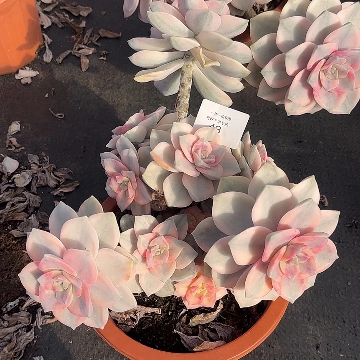 松***白皮复伦锦粉锦，一物一拍