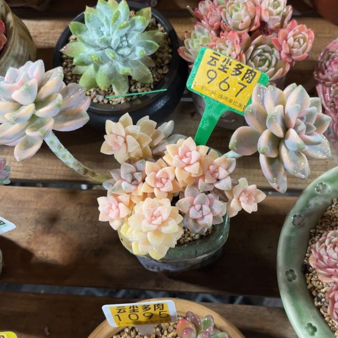 云尘多肉一物一拍不含盆967，