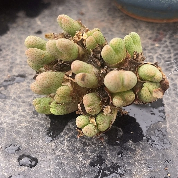 1620斑马955D一群。
