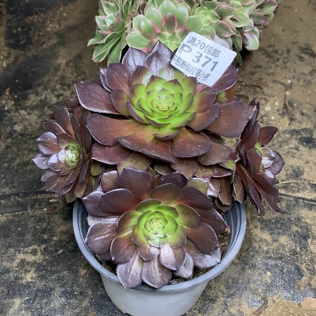 371桃花石多肉法师锦