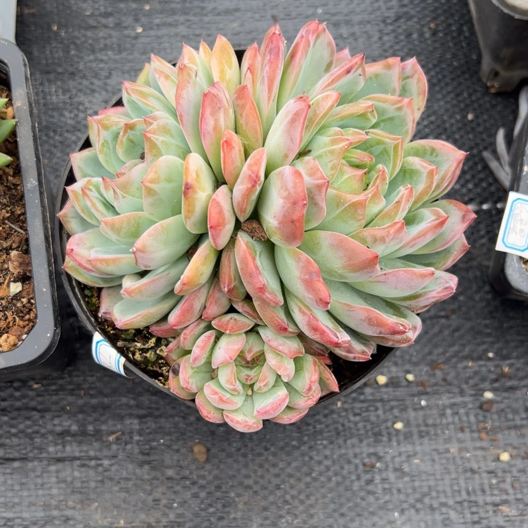 多肉植物多头红鸾