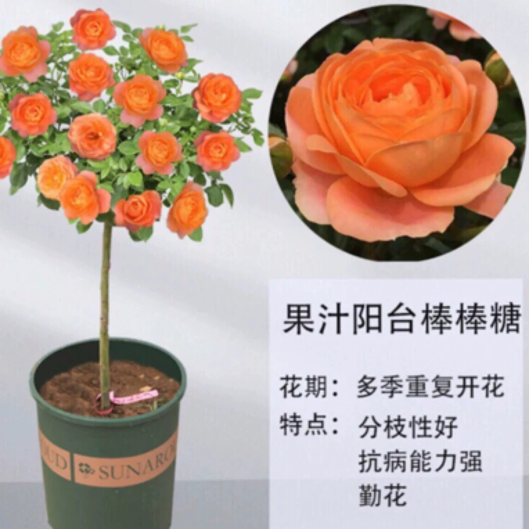 果汁阳台精品树桩花卉植物月季棒棒糖四季开花阳台庭院皆宜养殖